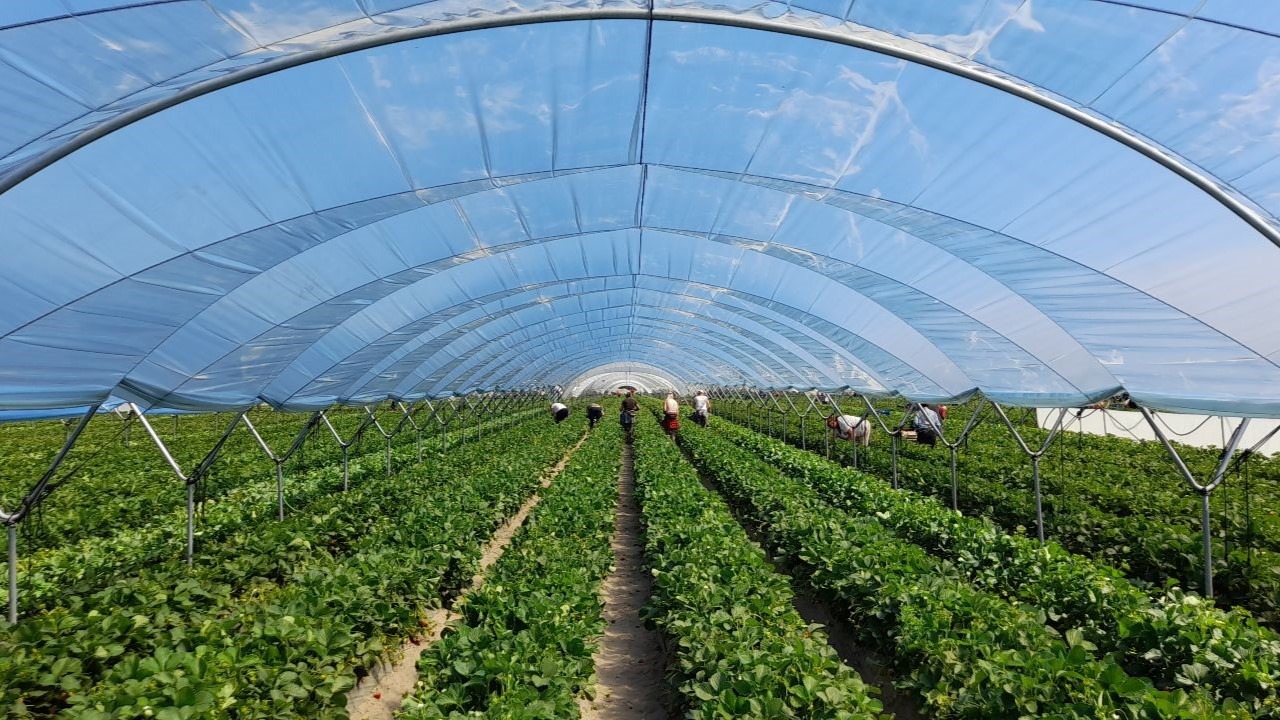 Invernadero grupo armando alvarez